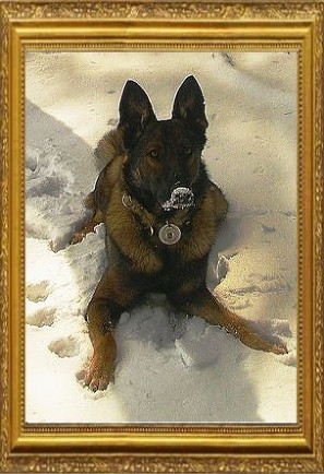 K-9 Axel Cridge  2006-2016